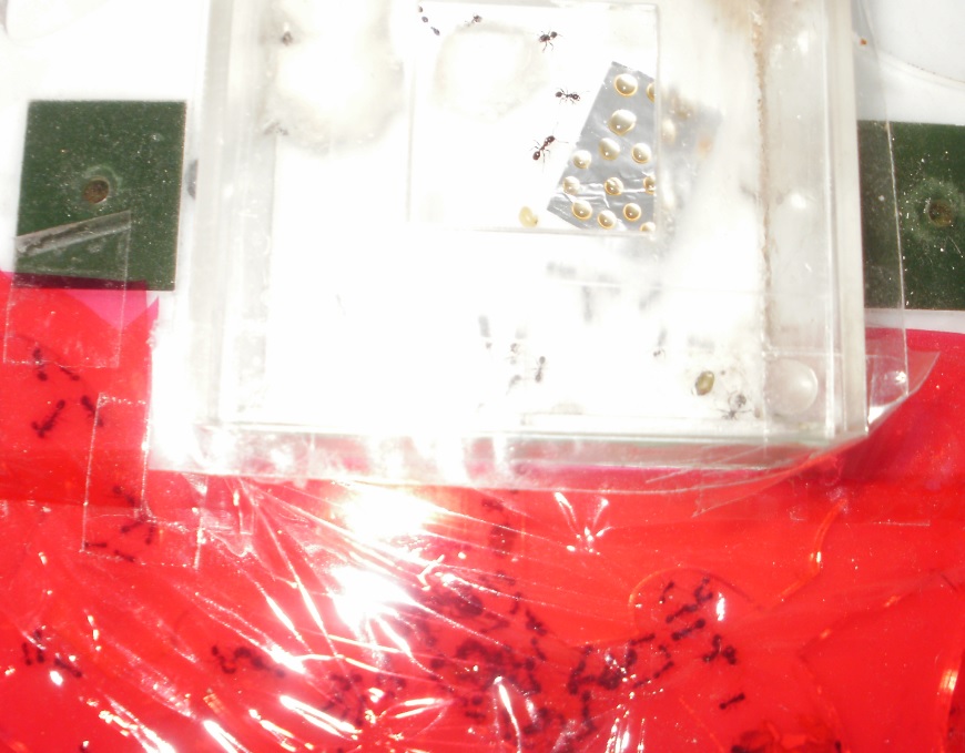 mess1horacr