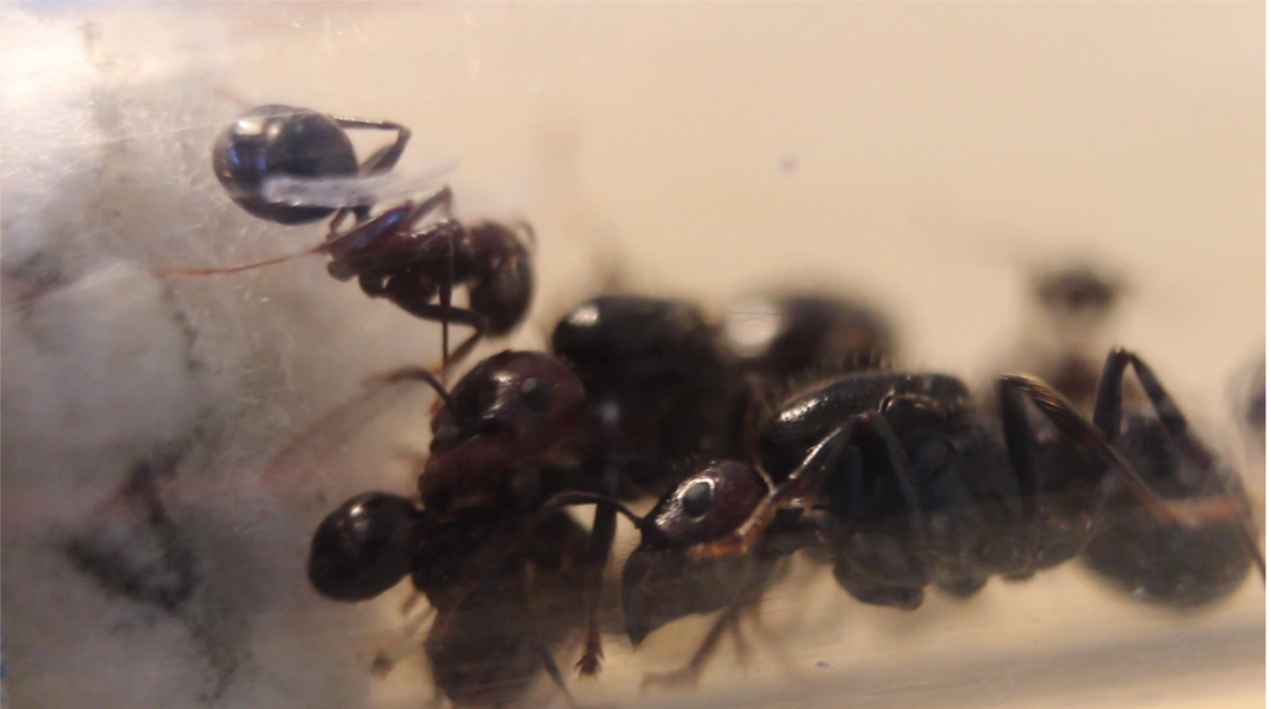 Messor barbarus poliginica