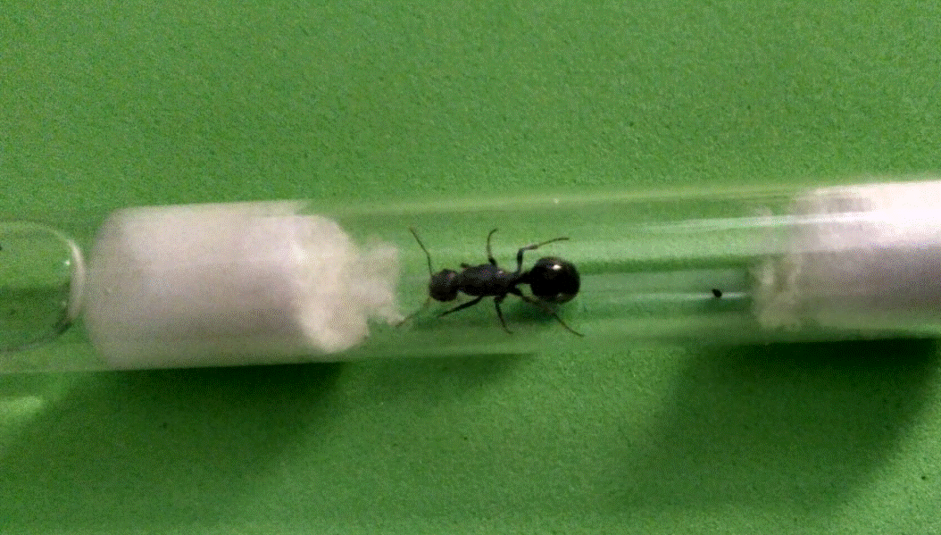 Reina messor barbarus-1