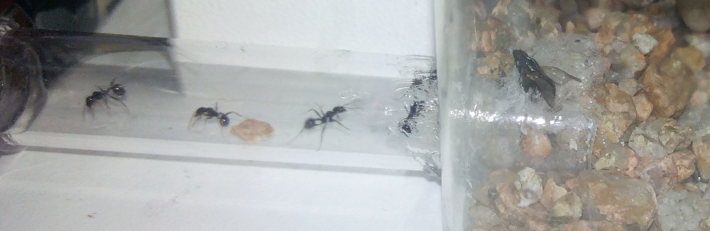Su primera mosca