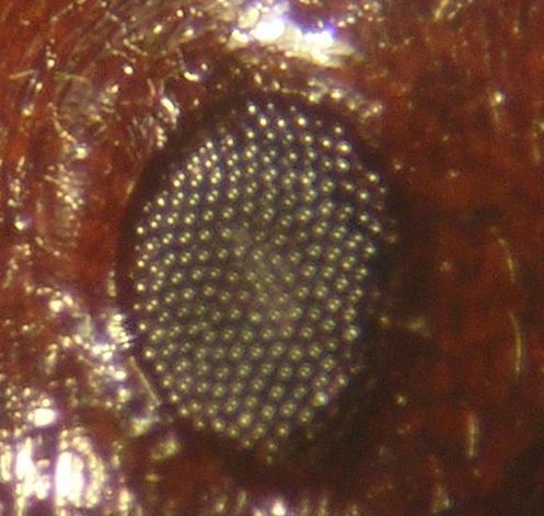 Ojo de Messor barbarus.
