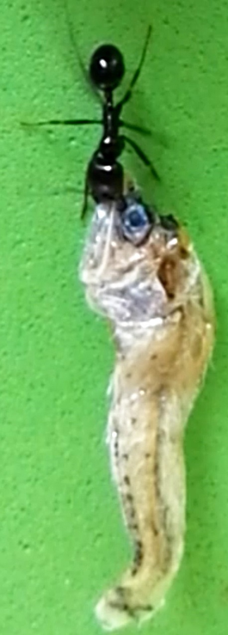 Arrastrando pececillo