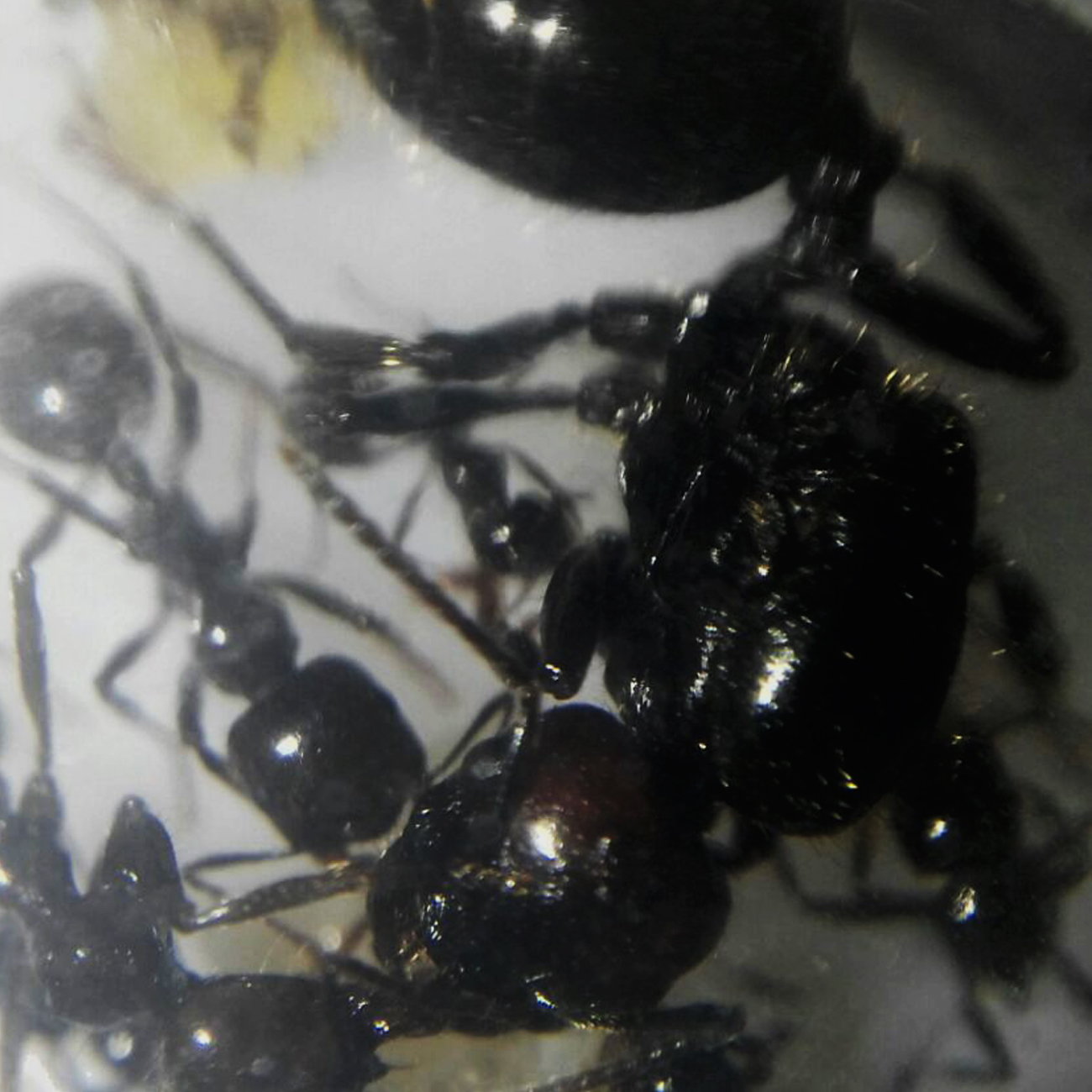 Puesta