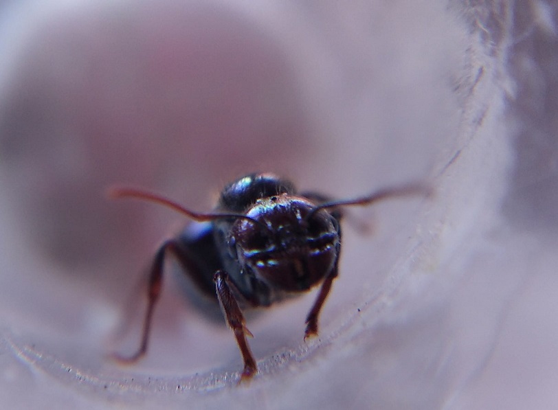 reina4macro