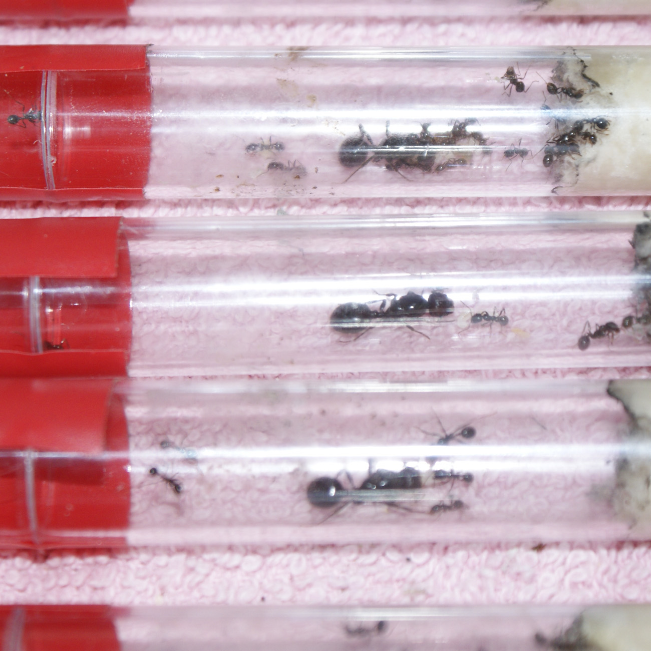 Reinas Barbarus SOKAR