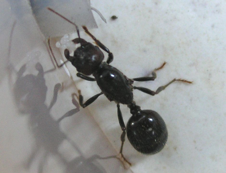 reina messor 1