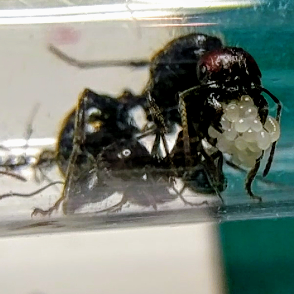 Reina M. Barbarus con sus huevos