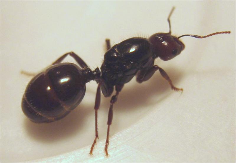 nueva reina-1