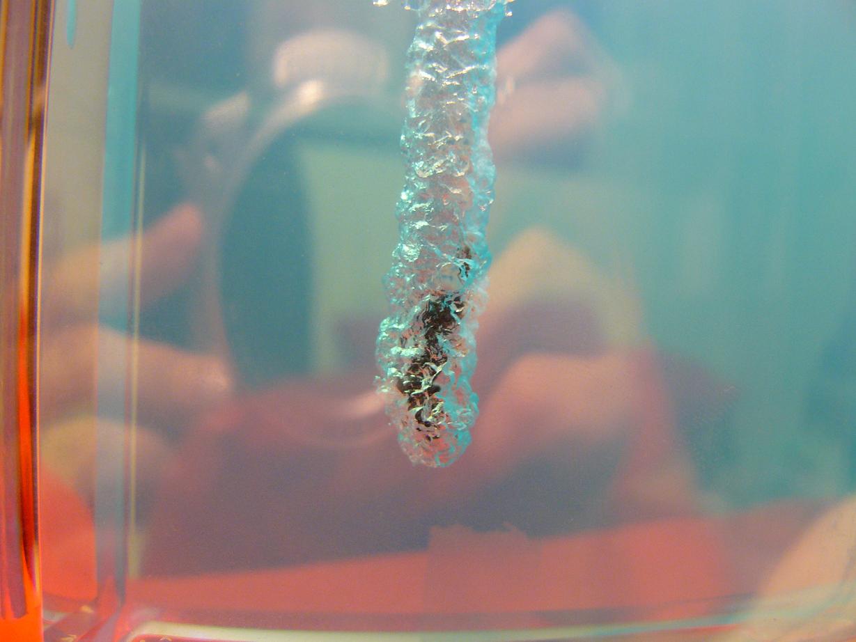 Leonor - Vista tunel con hormigas