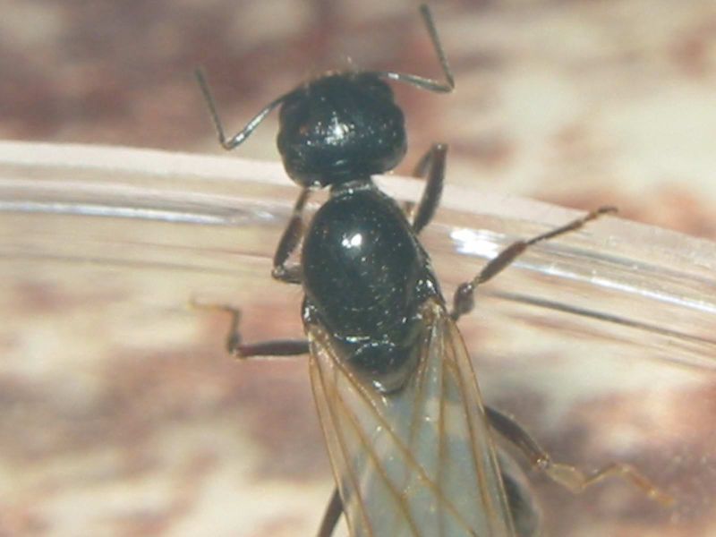 reina messor marocanus