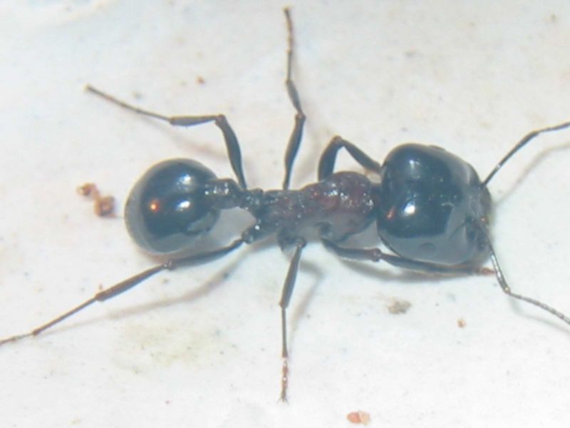 la unica con torax rojo y muy rara