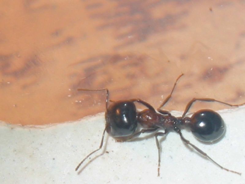la unica con torax rojo y muy rara