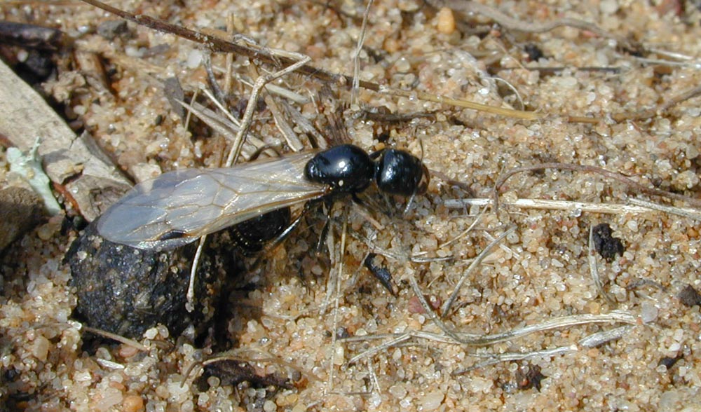 reina messor marocanus aladas