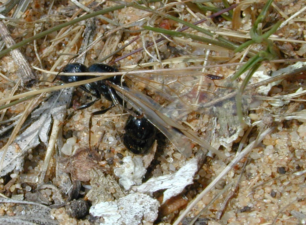 reina messor marocanus aladas1