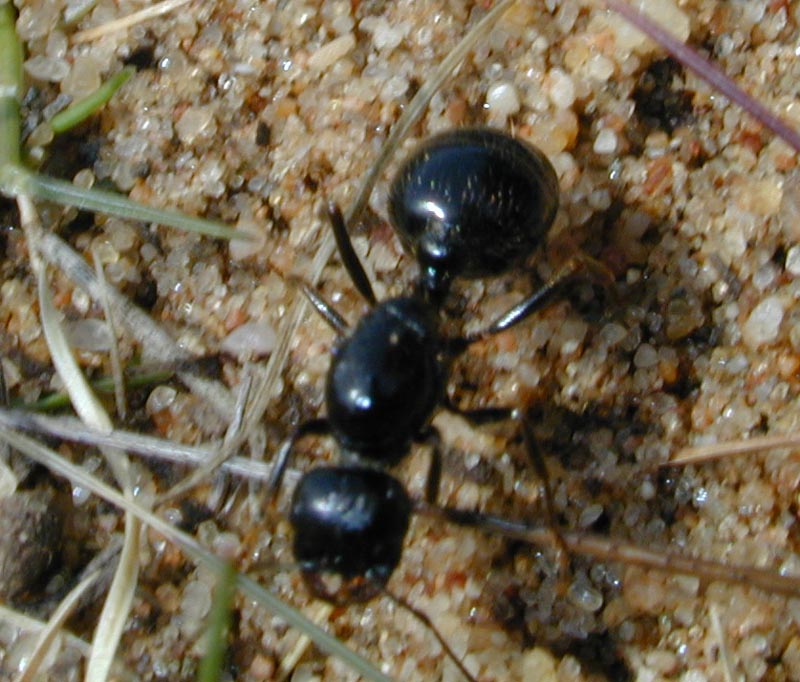 reina messor marocanus aladas4