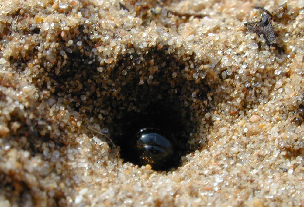reina messor marocanus5