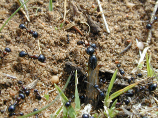 Messor marocanus