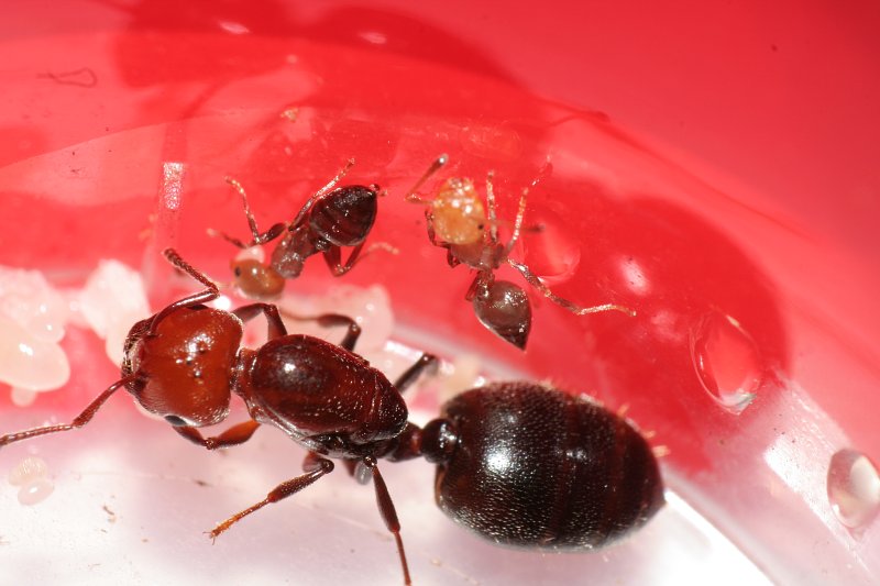 Crematogaster scutellaris
