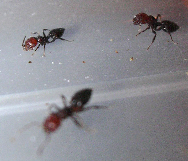 recogidas en Jarapalos, sierra de mijas