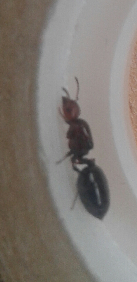 Reina C. Scutellaris