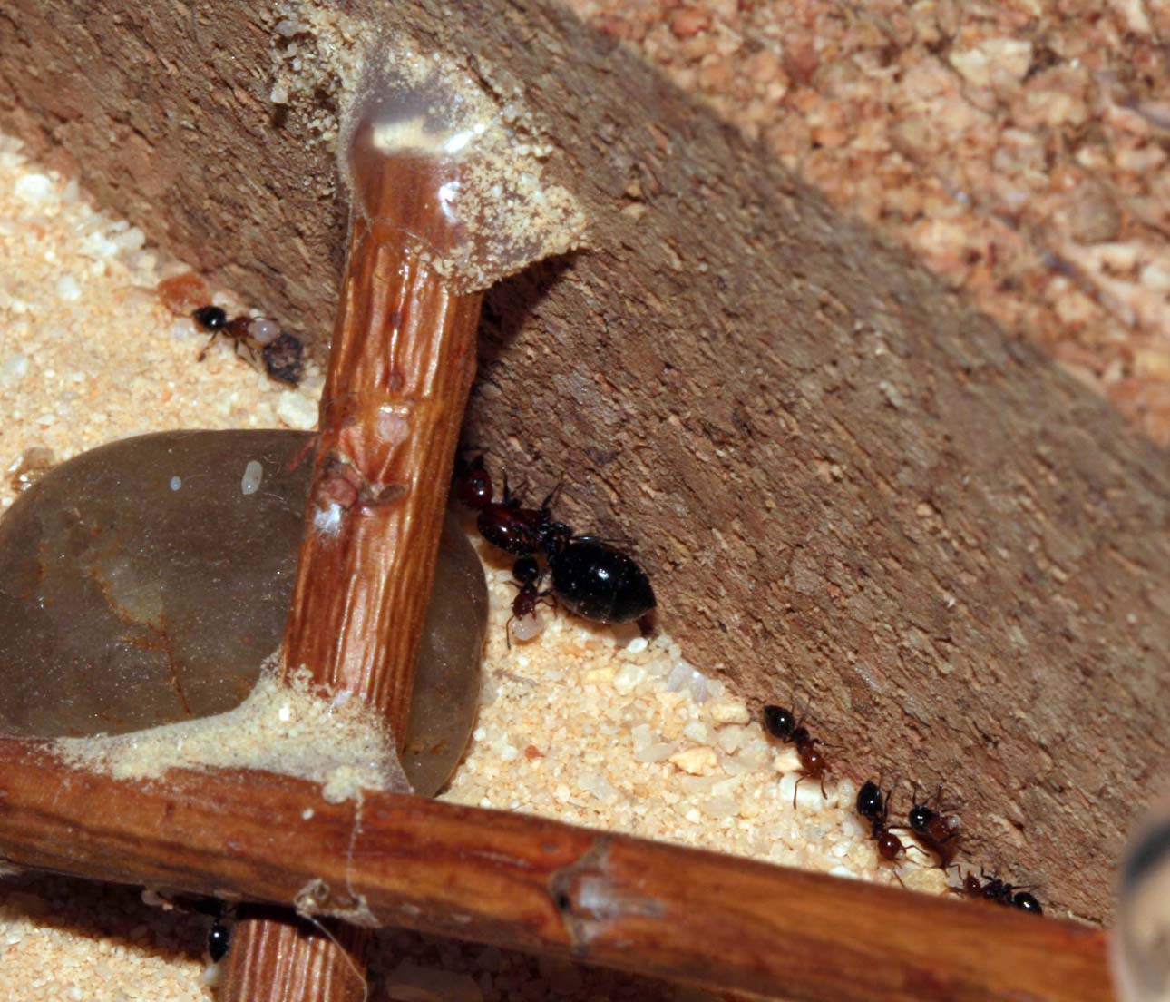 Crematogaster en hormiguero corcho