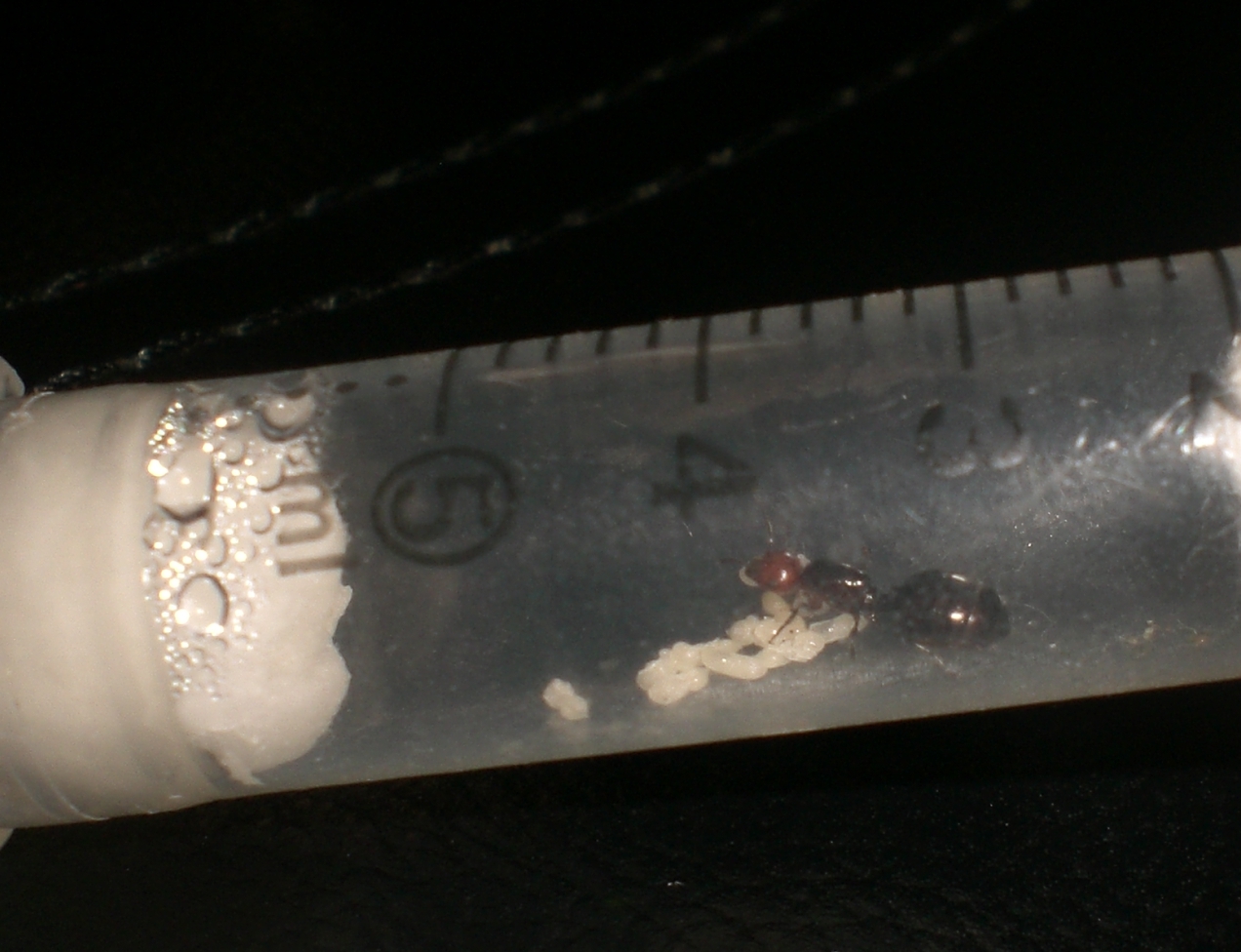 crematogaster reina