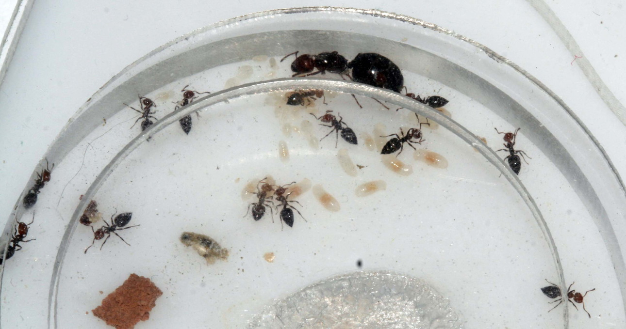 Crematogaster en Meta