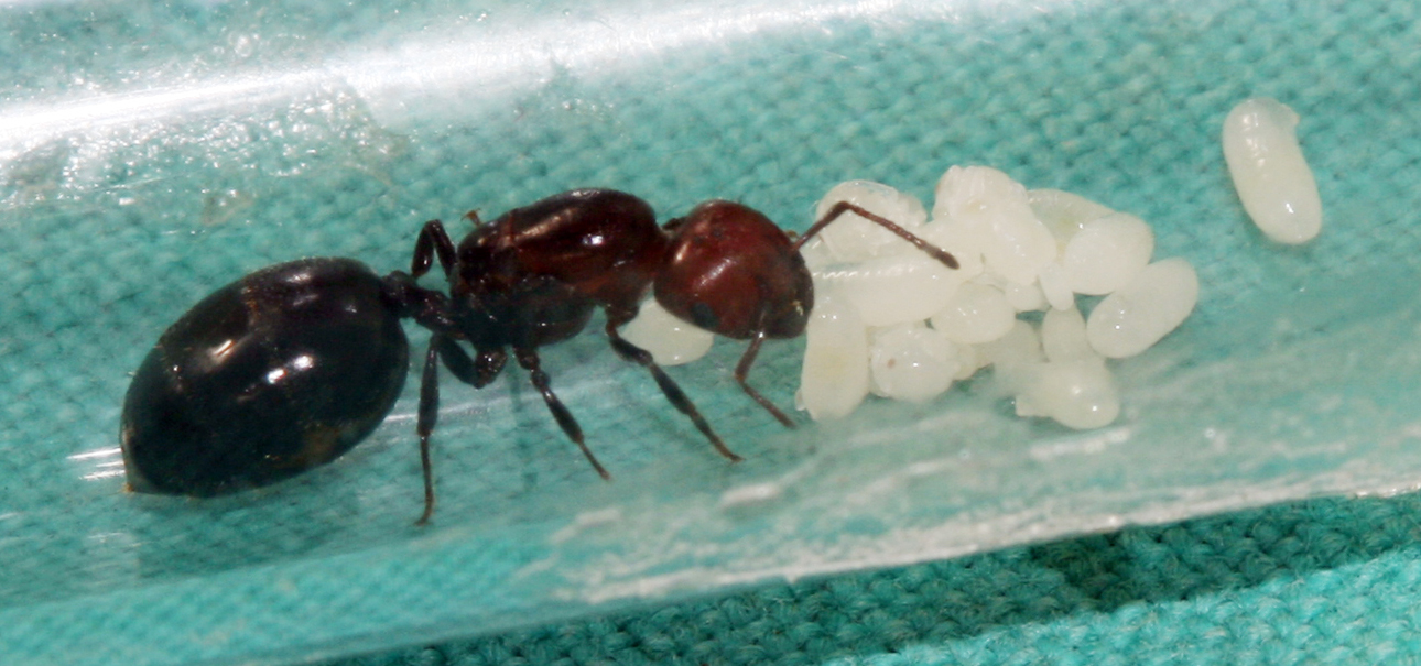 Crematogaster Scutellaris