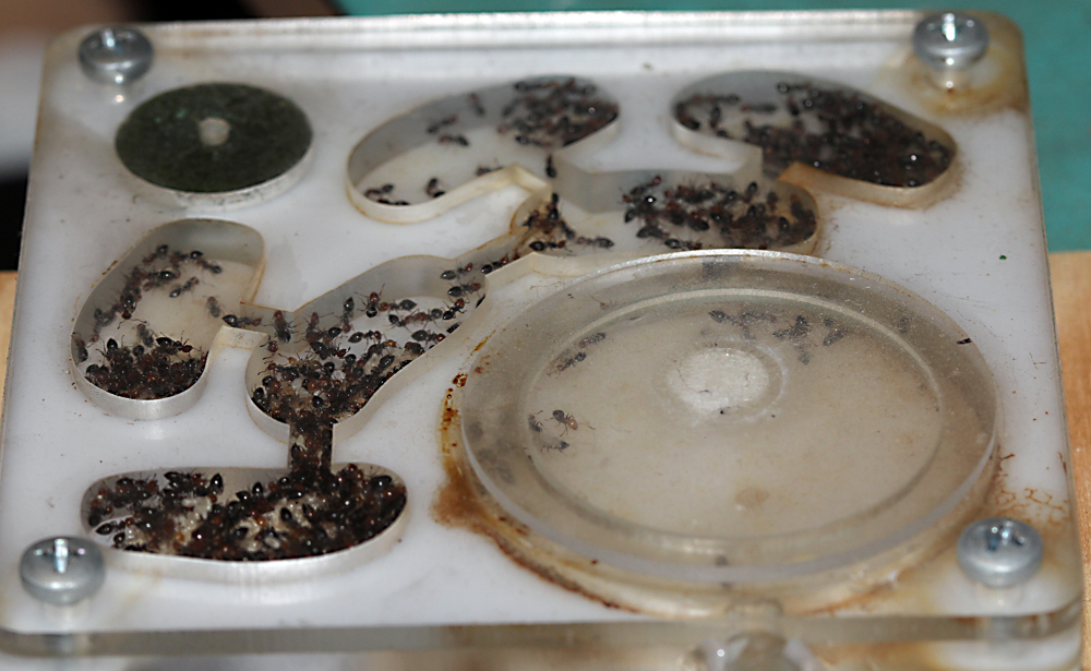 Oto�o Crematogaster