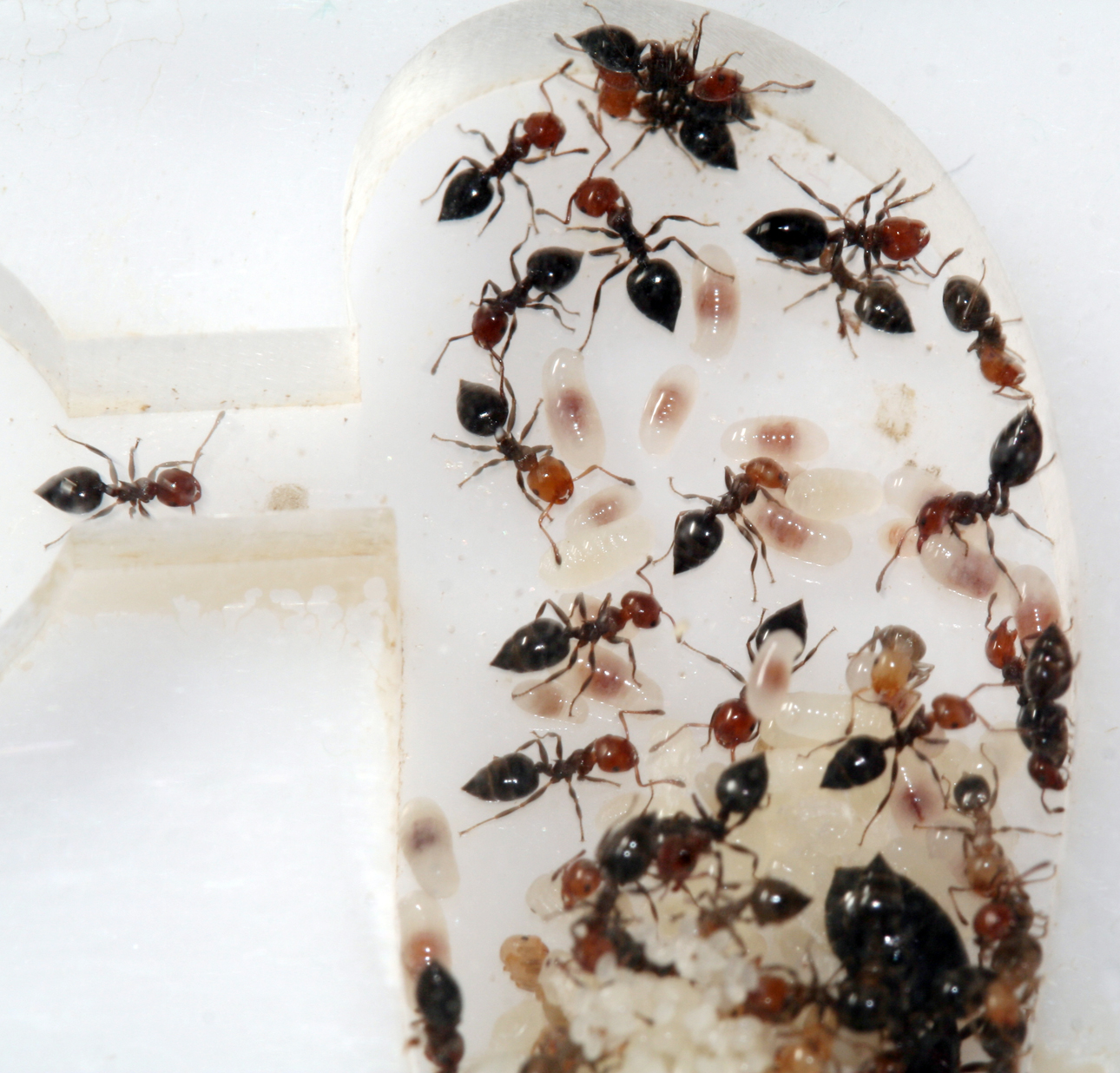 Crematogaster