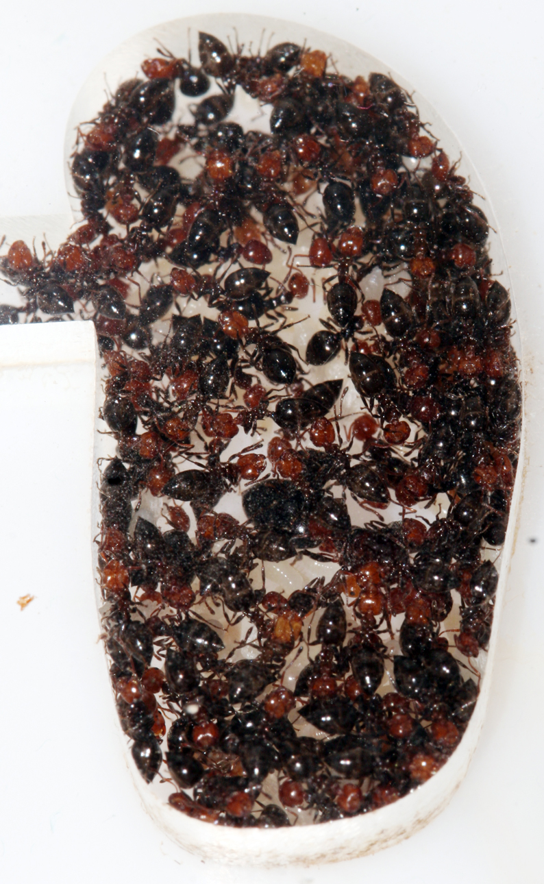 Crematogaster Scutellaris