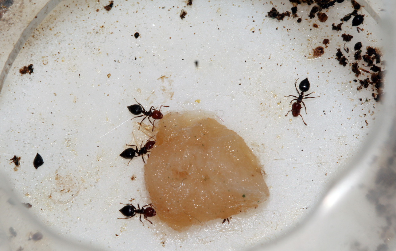 Crematogaster Scutellaris