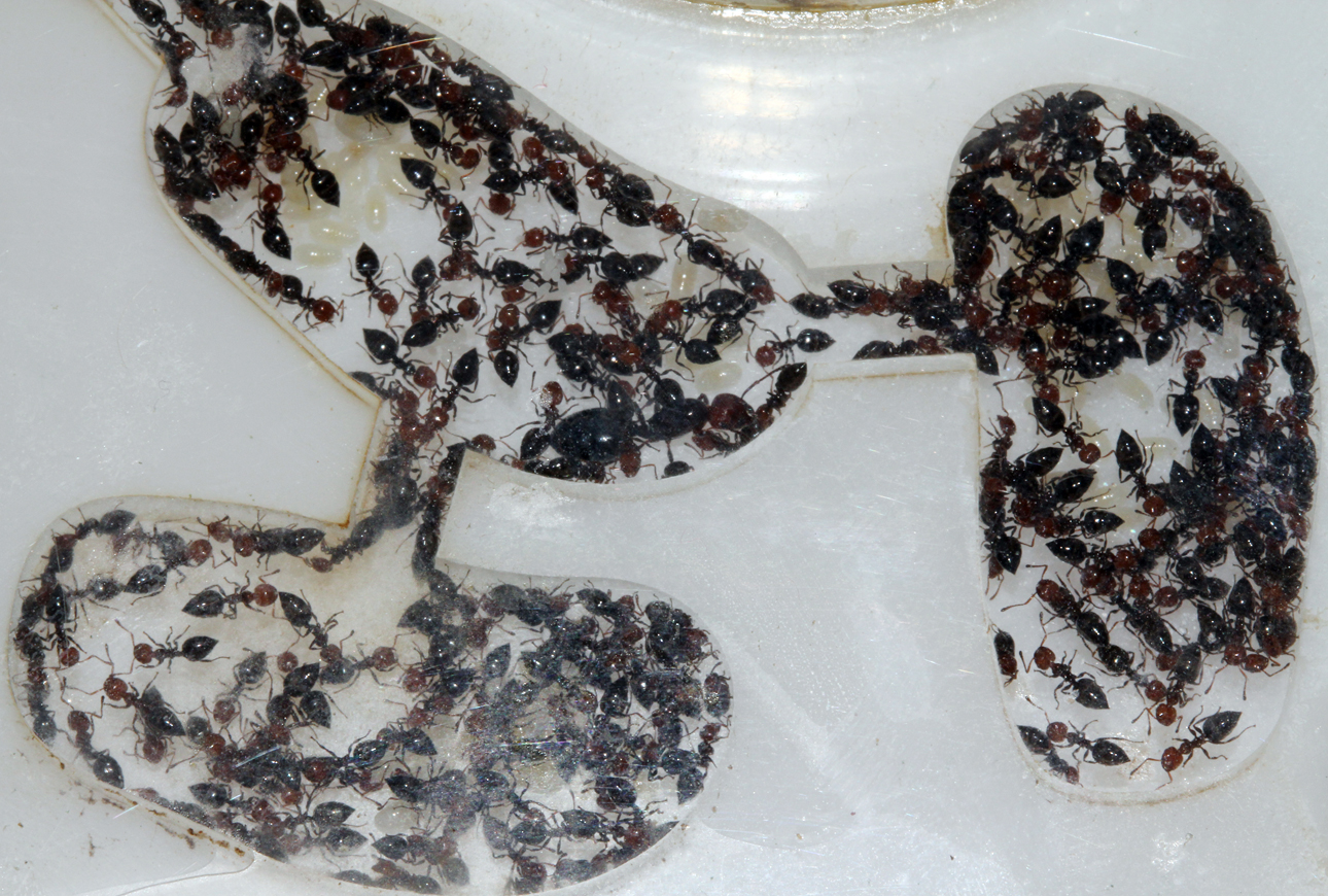Crematogaster Scutellaris