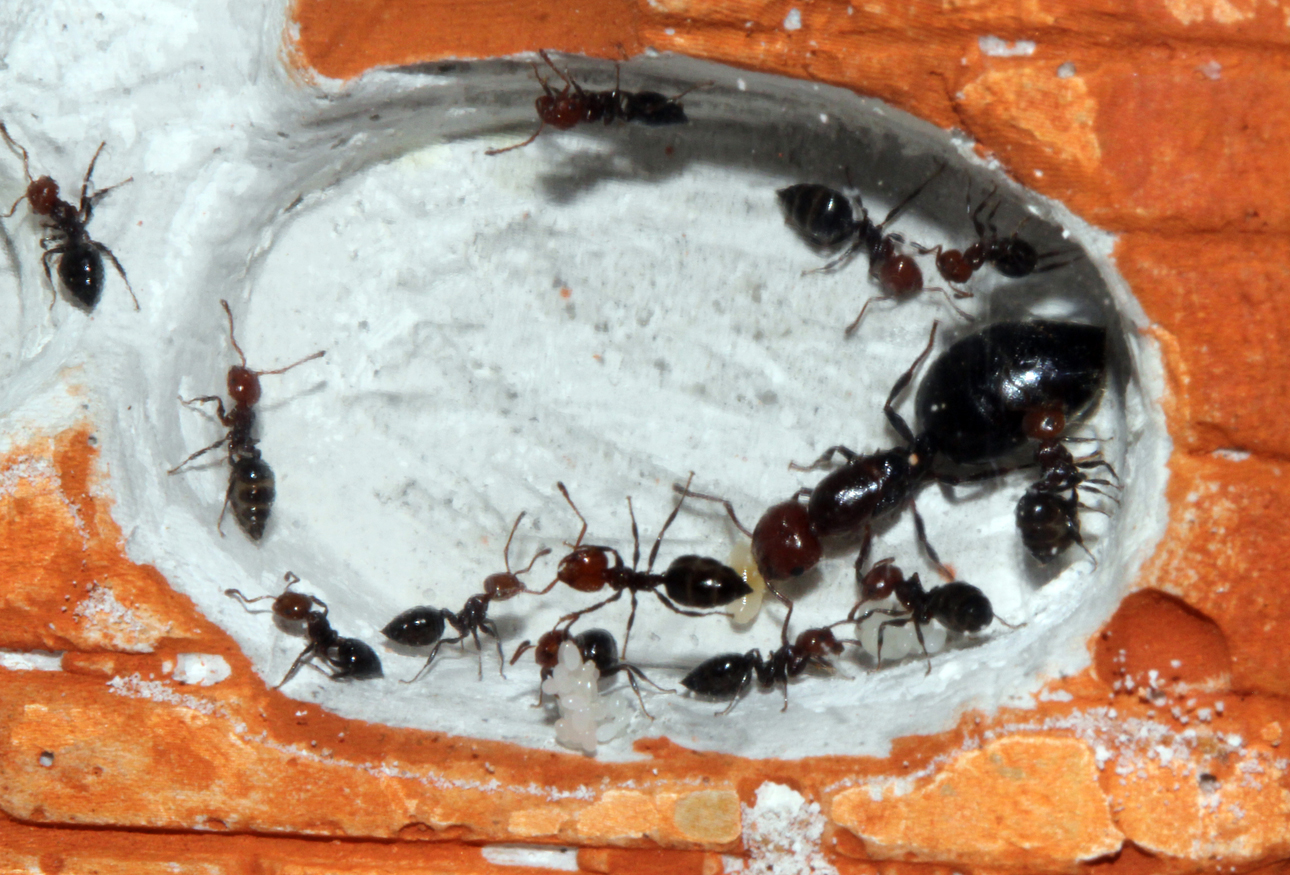 Crematogaster Scutellaris