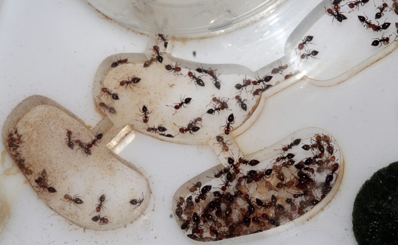 Crematogaster