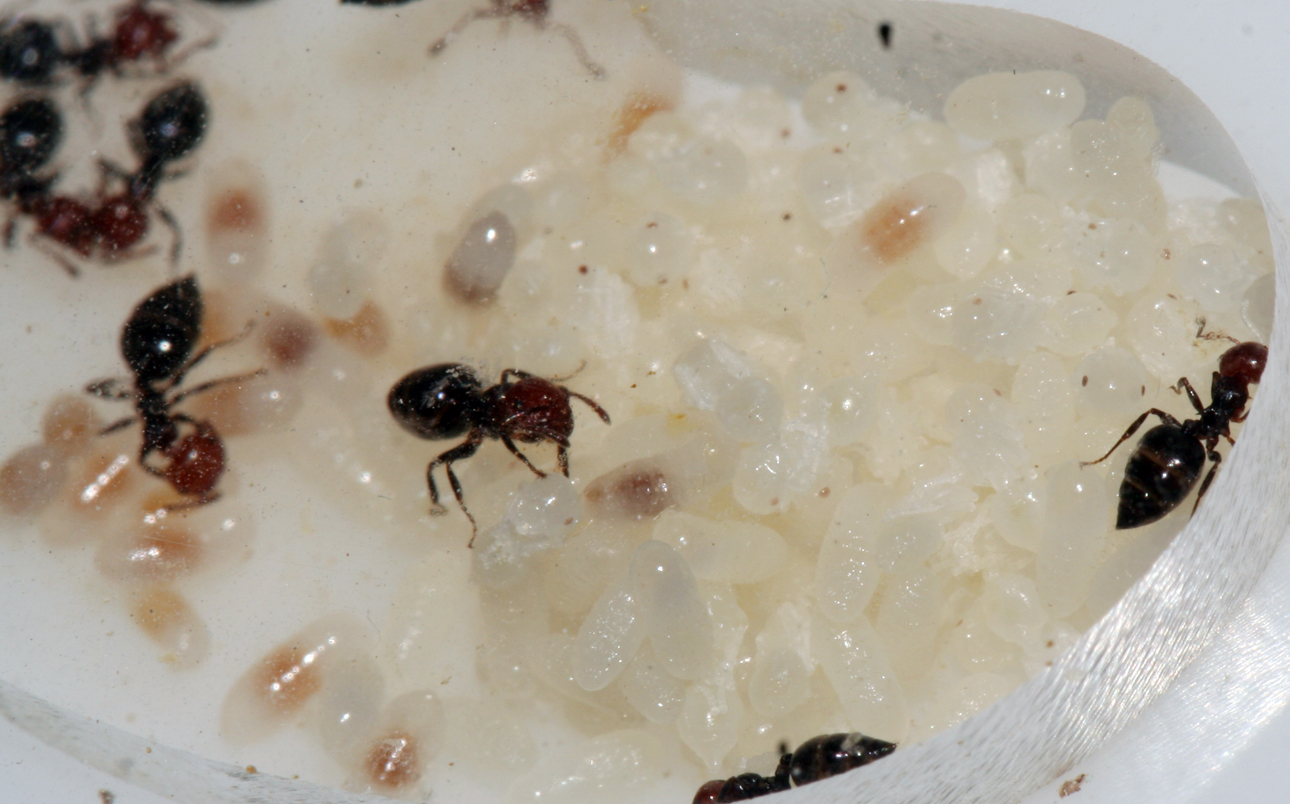 Crematogaster Scutellaris