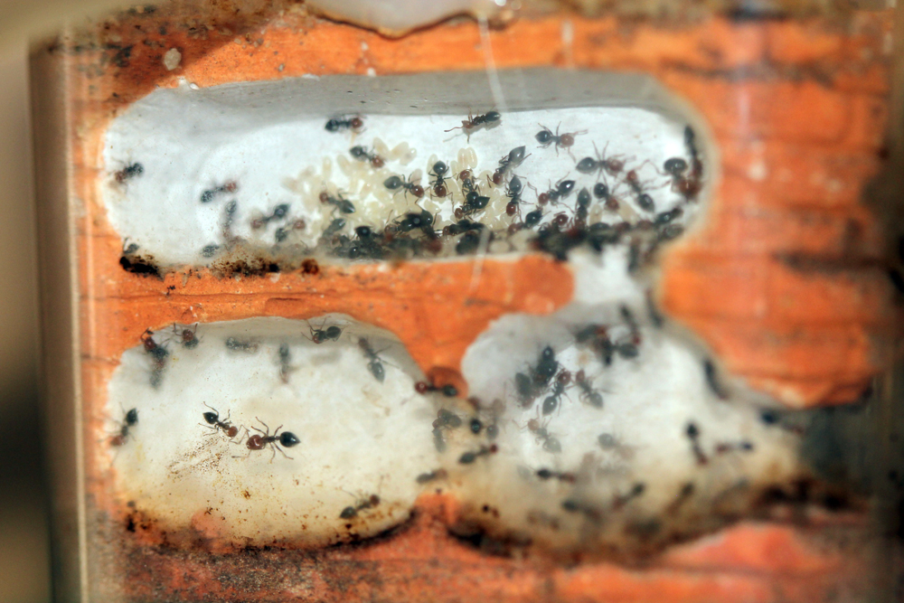 Crematogaster