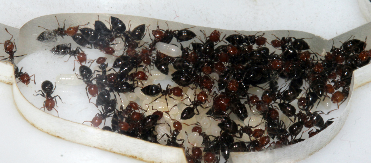 Crematogaster Scutellaris