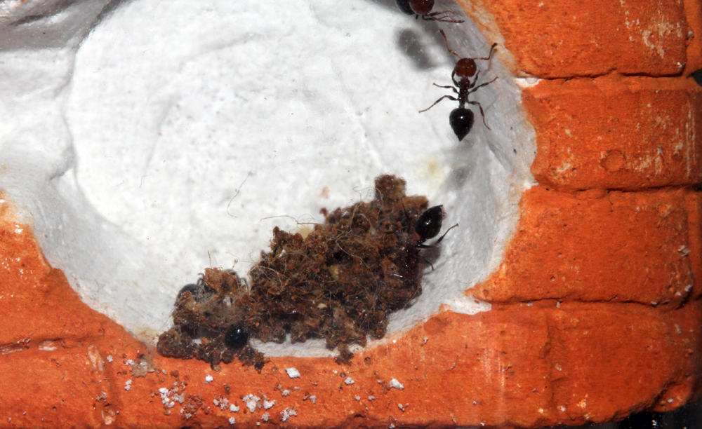 Crematogaster Scutellaris