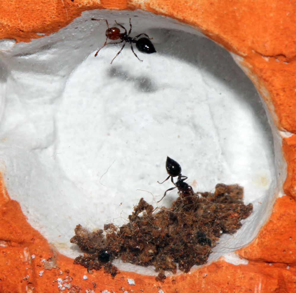 Crematogaster Scutellaris