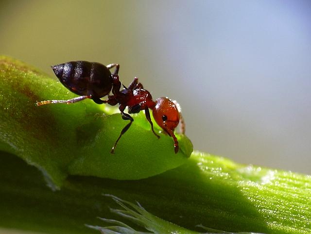 Hormiga esparraguera
