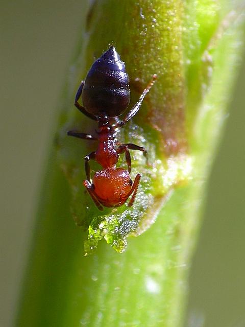 Crematogaster scutellaris I