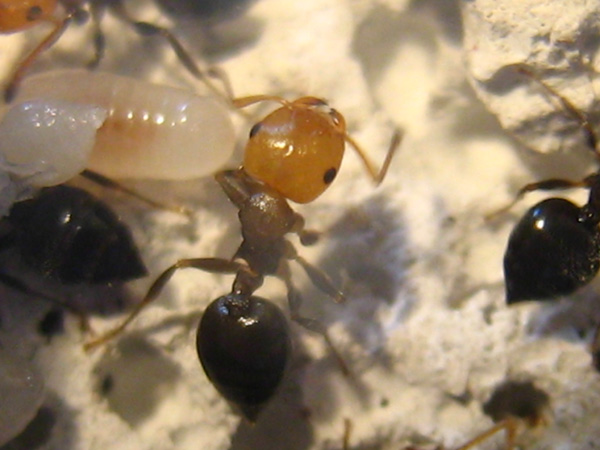 Jovena obrera.