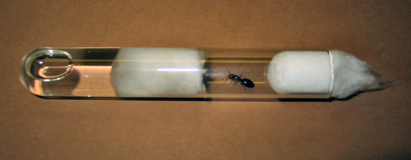 Primeros huevos de una reina Crematogaster scutellaris