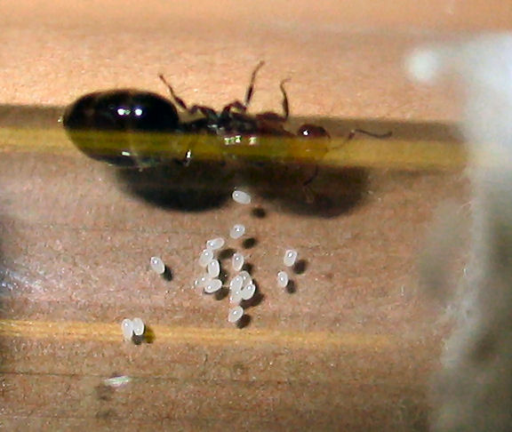 Huevos de Crematogaster scutellaris