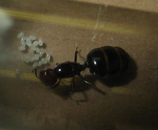 Reina Crematogaster scutellaris con su puesta