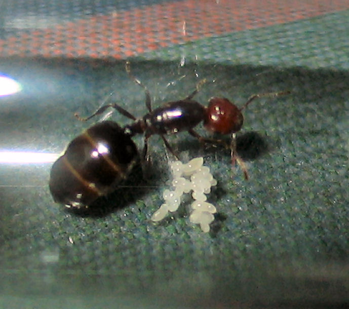 Reina Crematogaster scutellaris con pelota de huevos y larvas