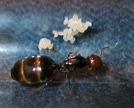 Reina Crematogaster scutellaris con larvas