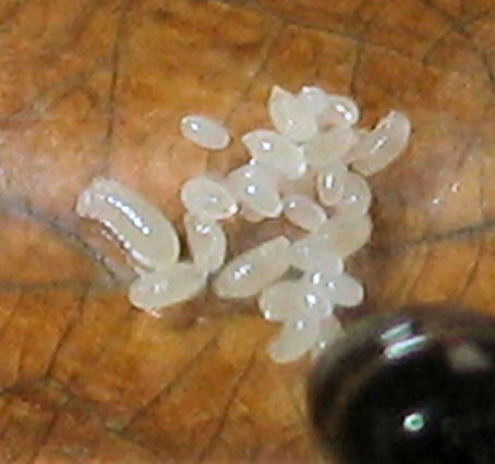 Larvas de Crematogaster scutellaris