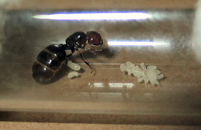 Reina Crematogaster scutellaris con sus larvas